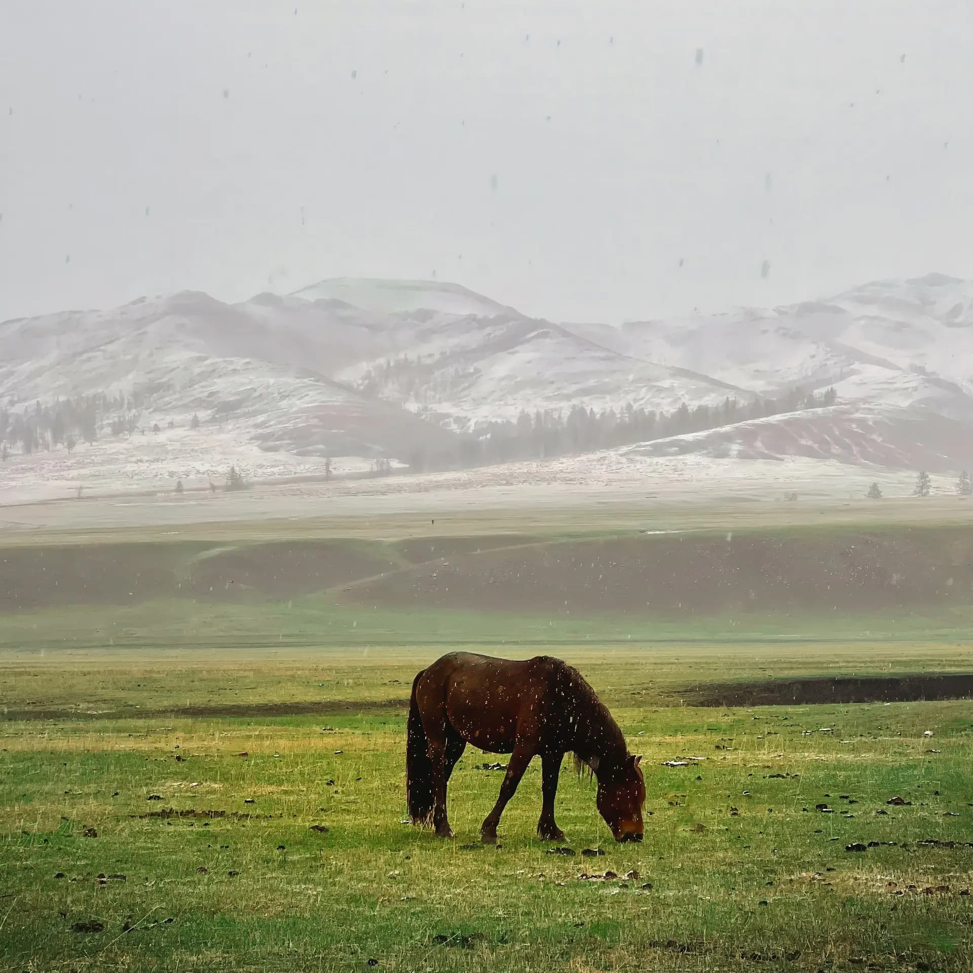 Mongolia landscape